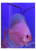 Blue-Diamond-Discus-4