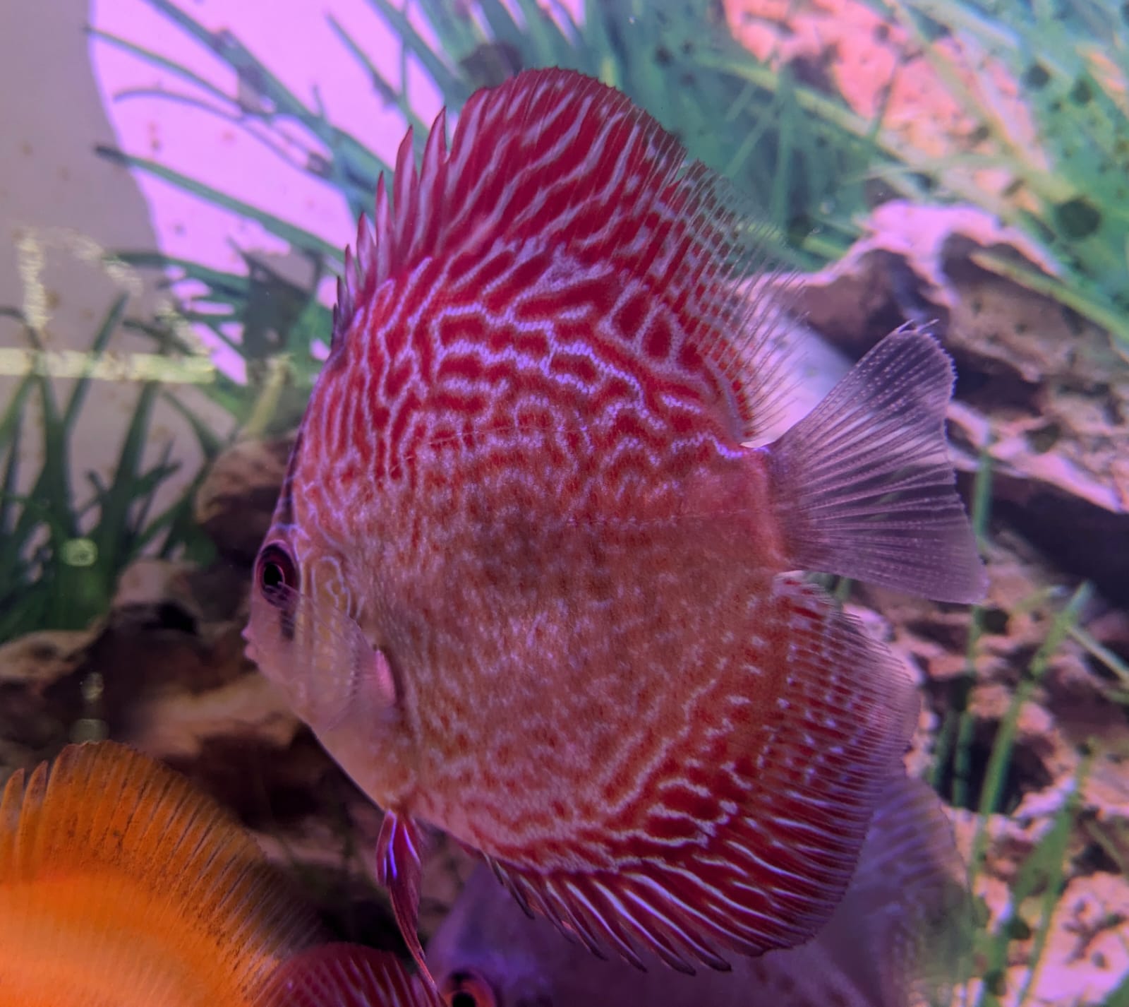 Redsnakeskin (1)