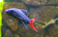 Red tail shark fish