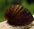 Red Lip Snail