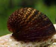 Red Lip Snail