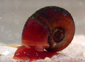 button snail