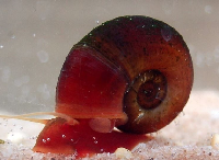 button snail