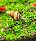 Assassin-Snail