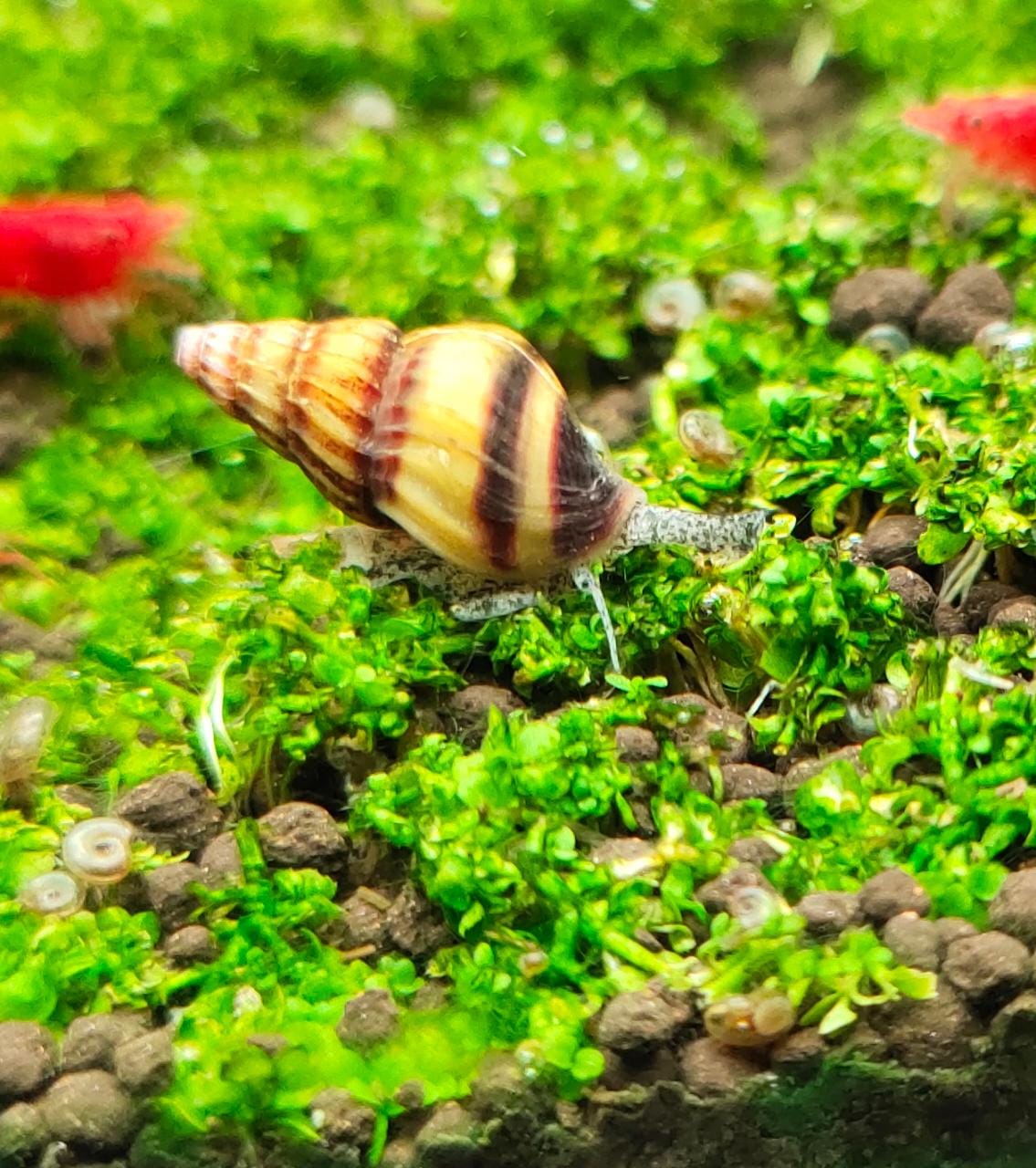 Assassin-Snail
