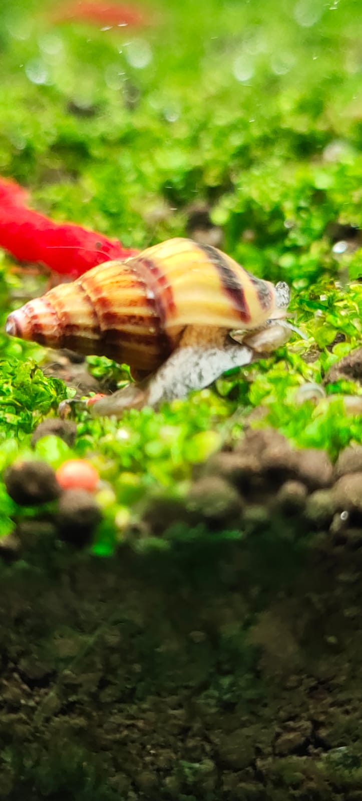 Assassin-Snail