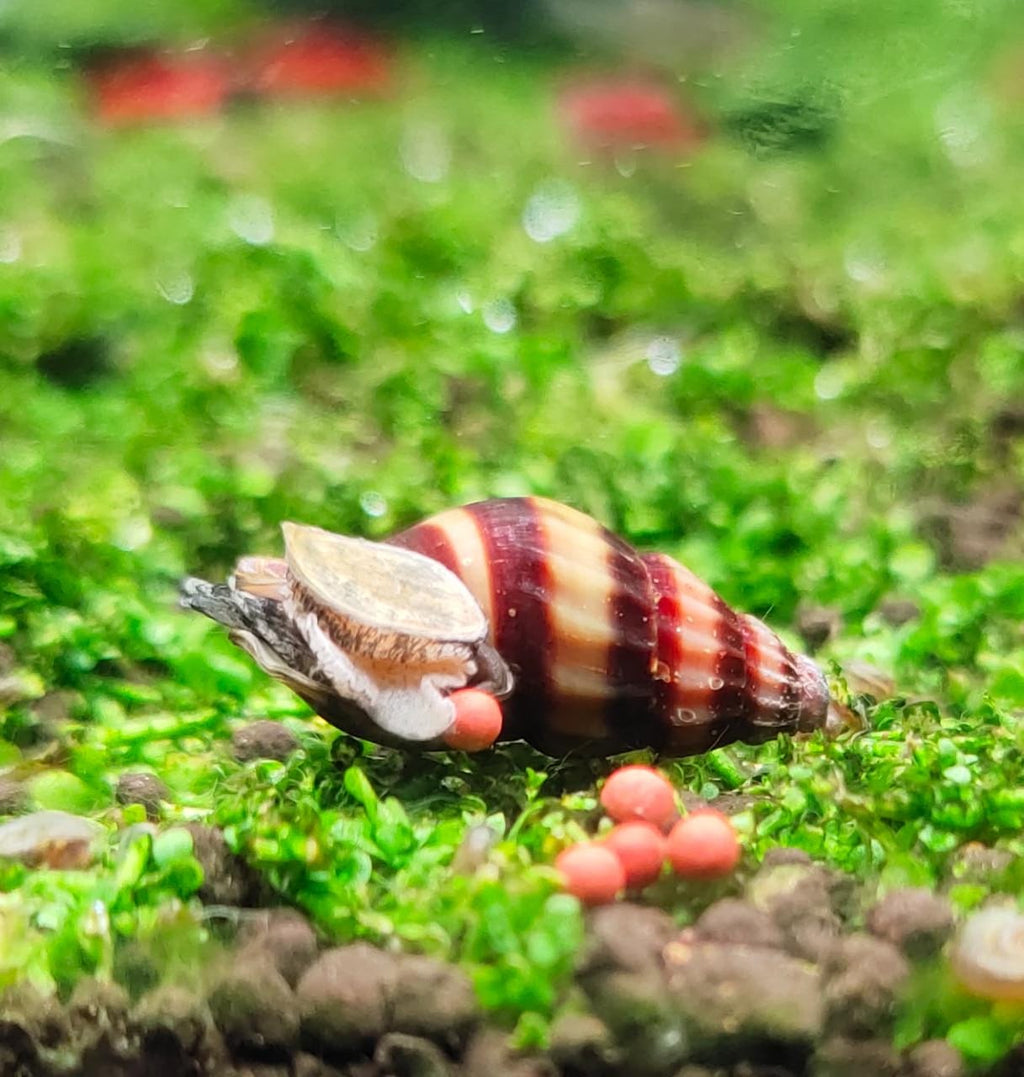 Assassin-Snail