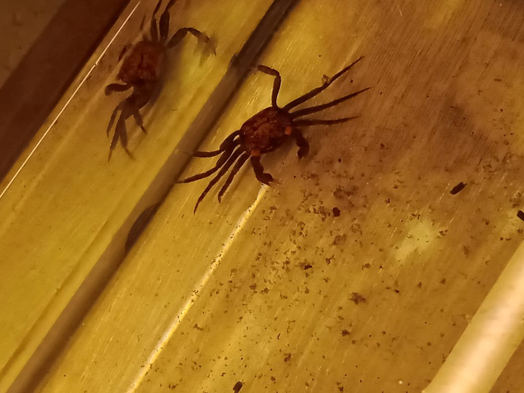 vampire crabs