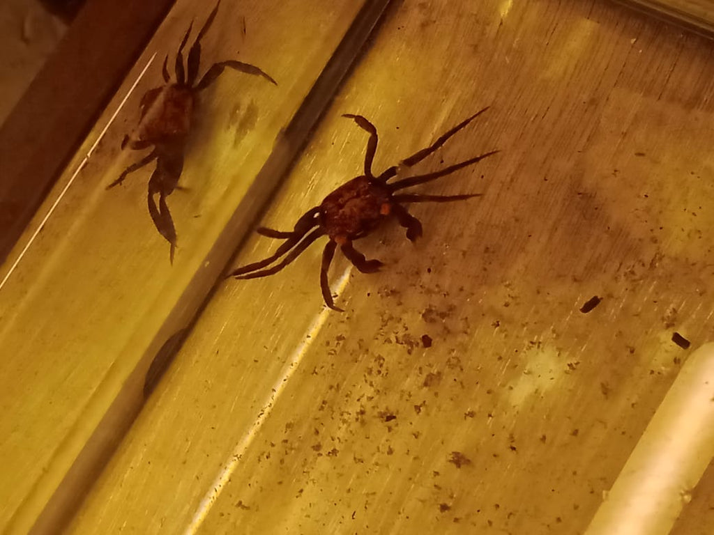 vampire crabs
