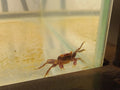 vampire crabs