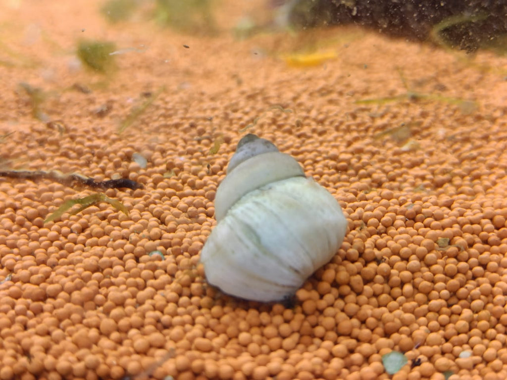 White-Wizard-Snail