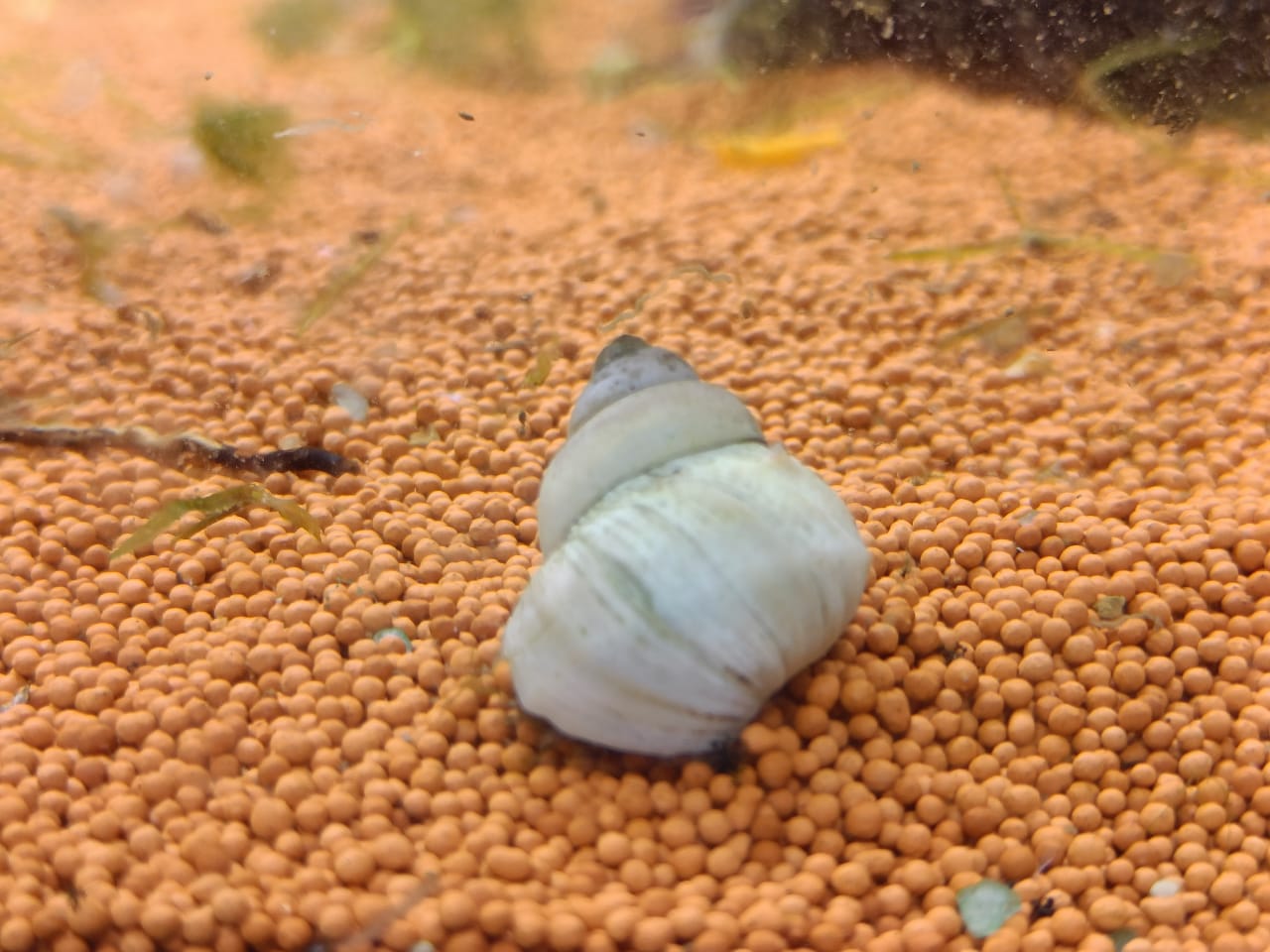 White-Wizard-Snail