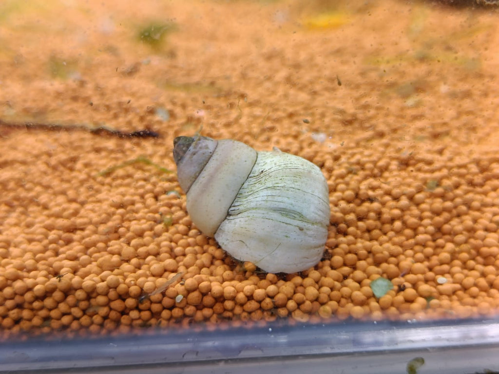 White-Wizard-Snail