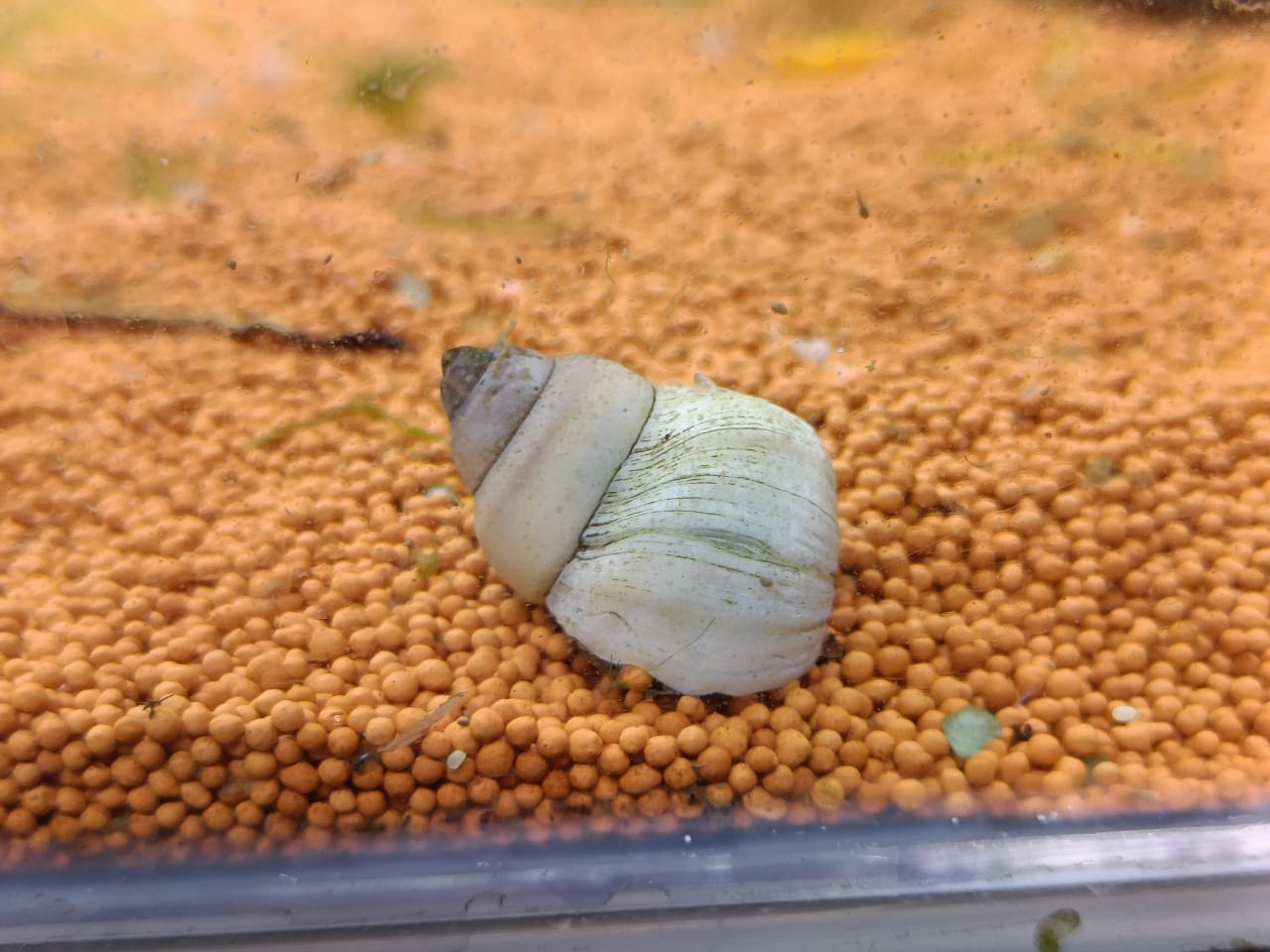 White-Wizard-Snail