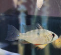 German Ram