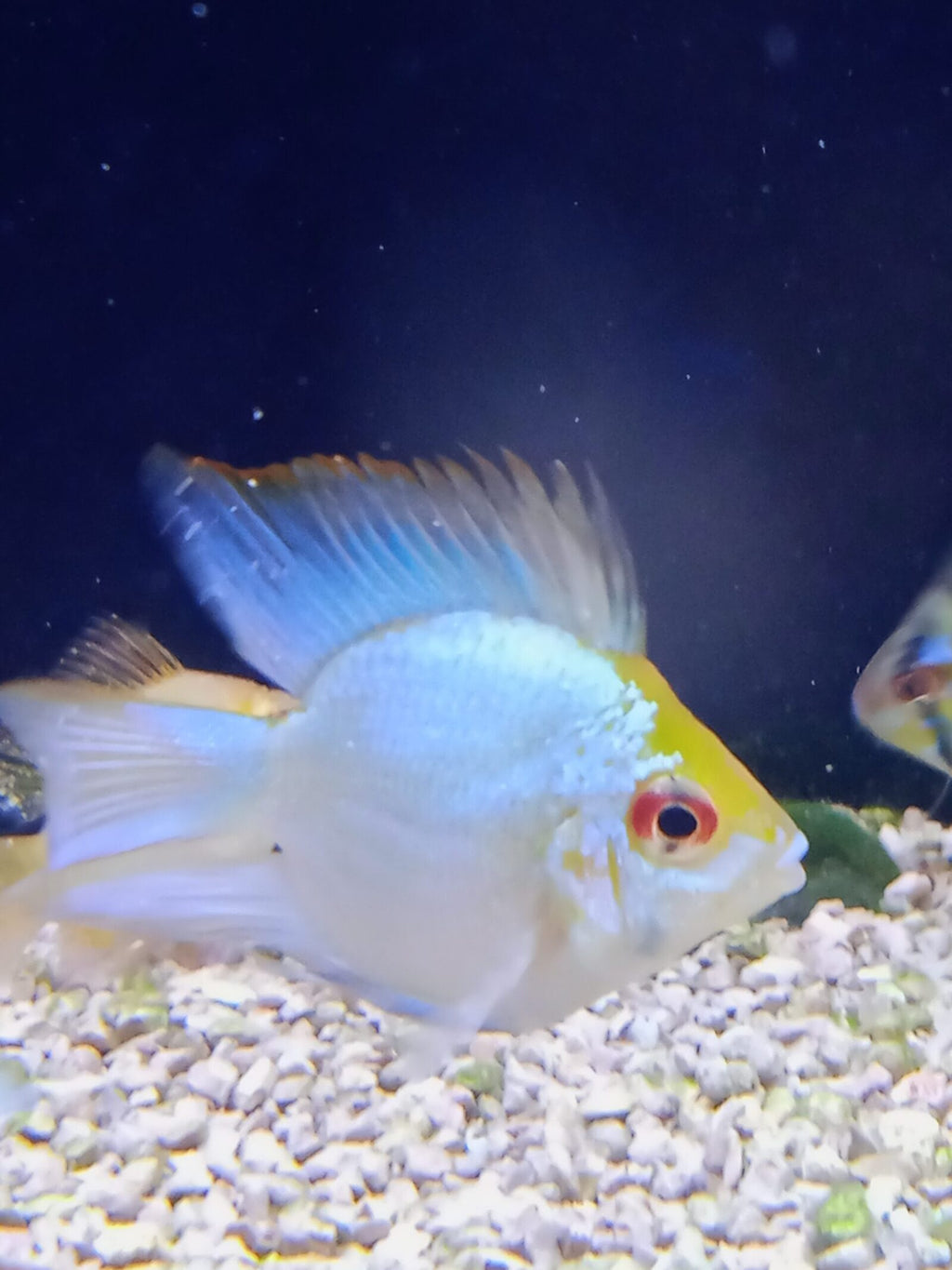 Electric Blue Ram