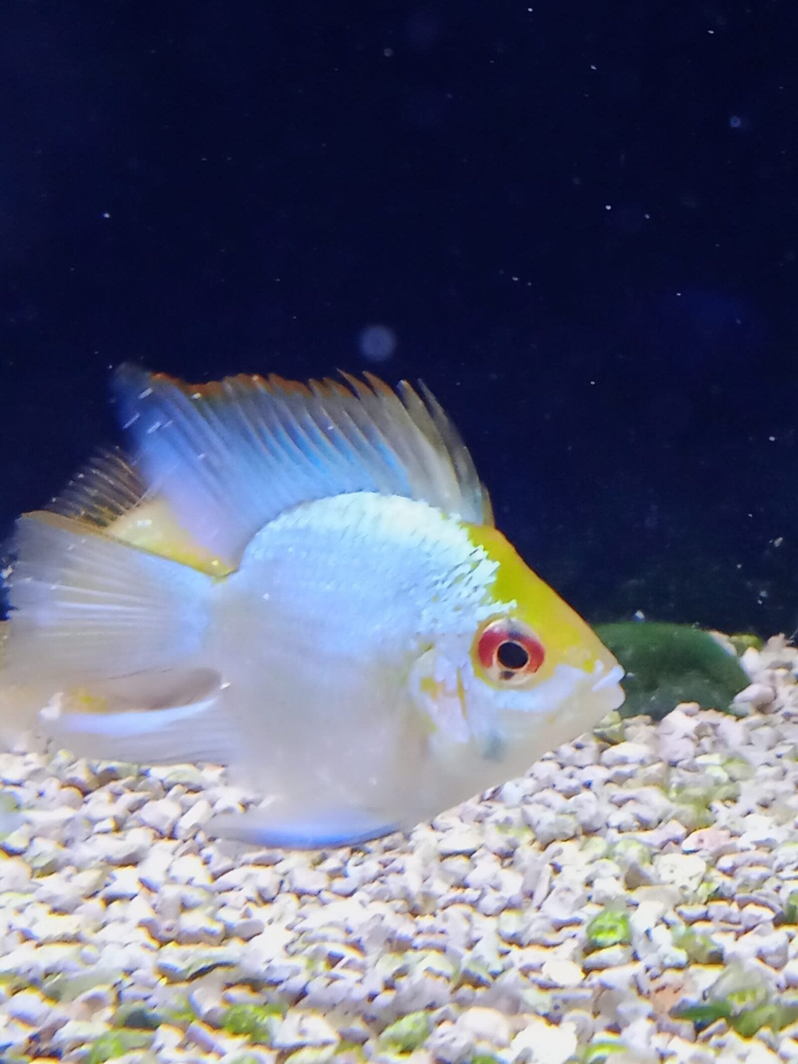 Electric Blue Ram