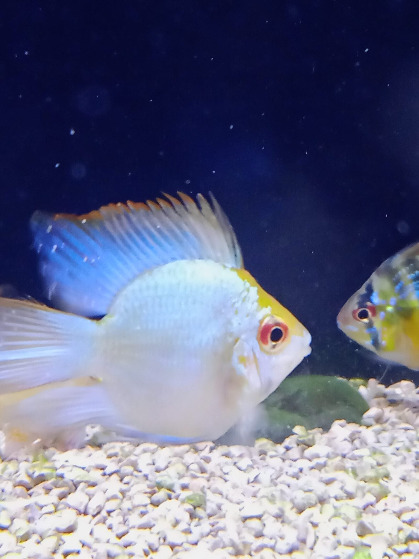 Electric Blue Ram