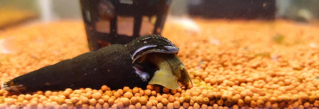 Orange Rabbit Snail1