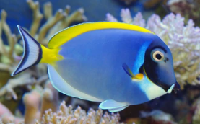Powder Blue Tang Fish