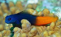 Bicolour Blenny