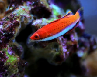 red fairy wrasse