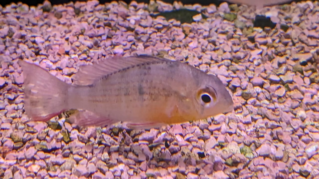 Bolivian Ram