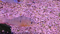 Bolivian Ram
