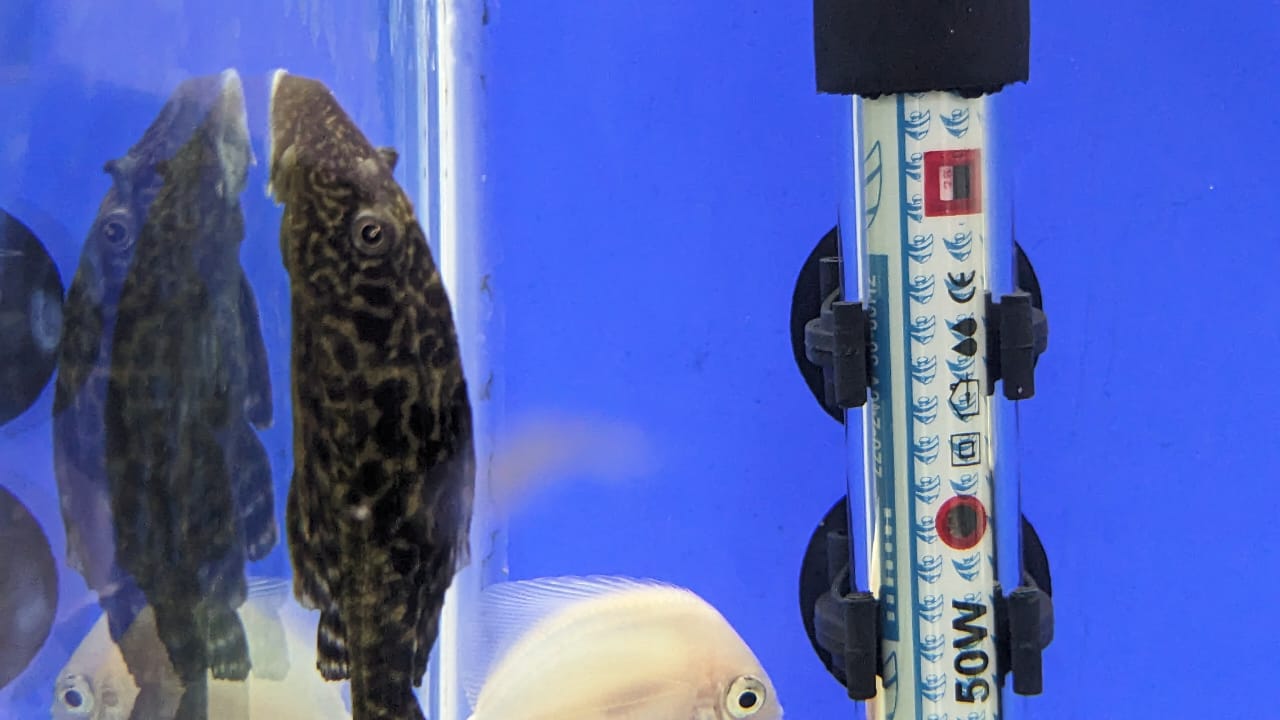 Hi-Fin Pleco