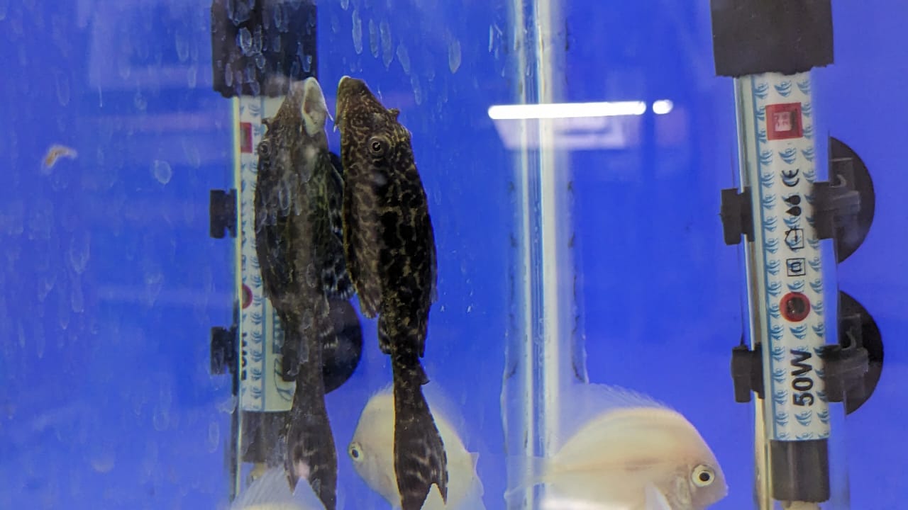 Hi-Fin Pleco