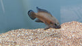 Turkana Jewel Cichlid