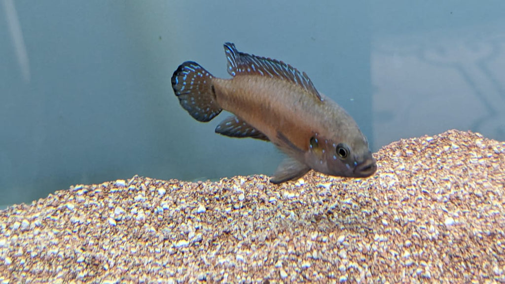 Turkana Jewel Cichlid