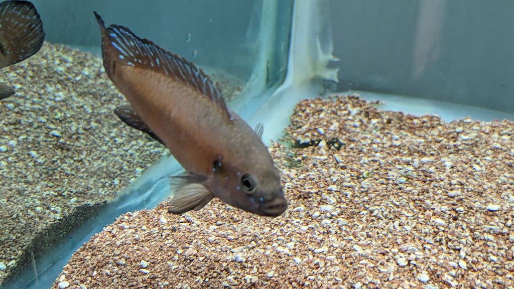 Tirkanda Fish Turkana Jewel Cichlid – Splashy Fin Aquarium Bengaluru