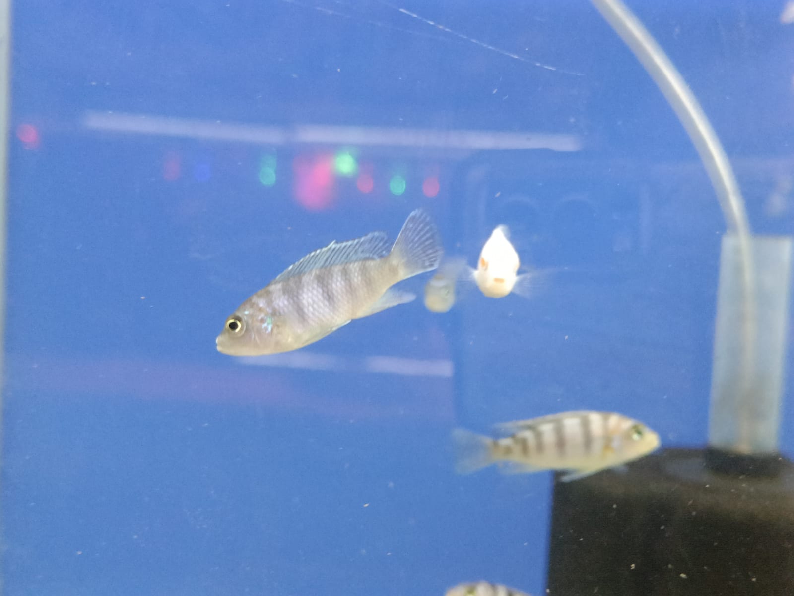 Mixed-Morphs-S