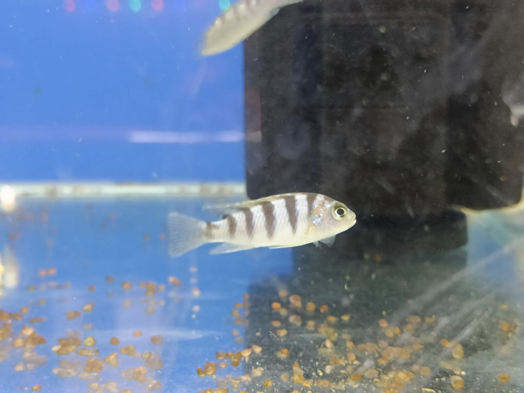 Mixed-Morphs-S