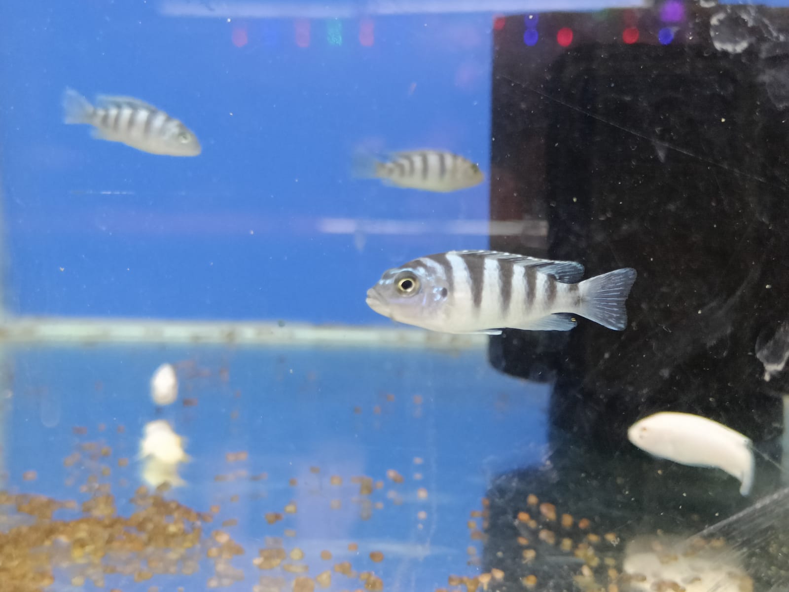Mixed-Morphs-S