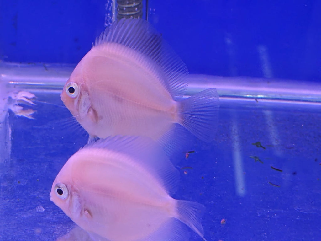 Snowhite discus