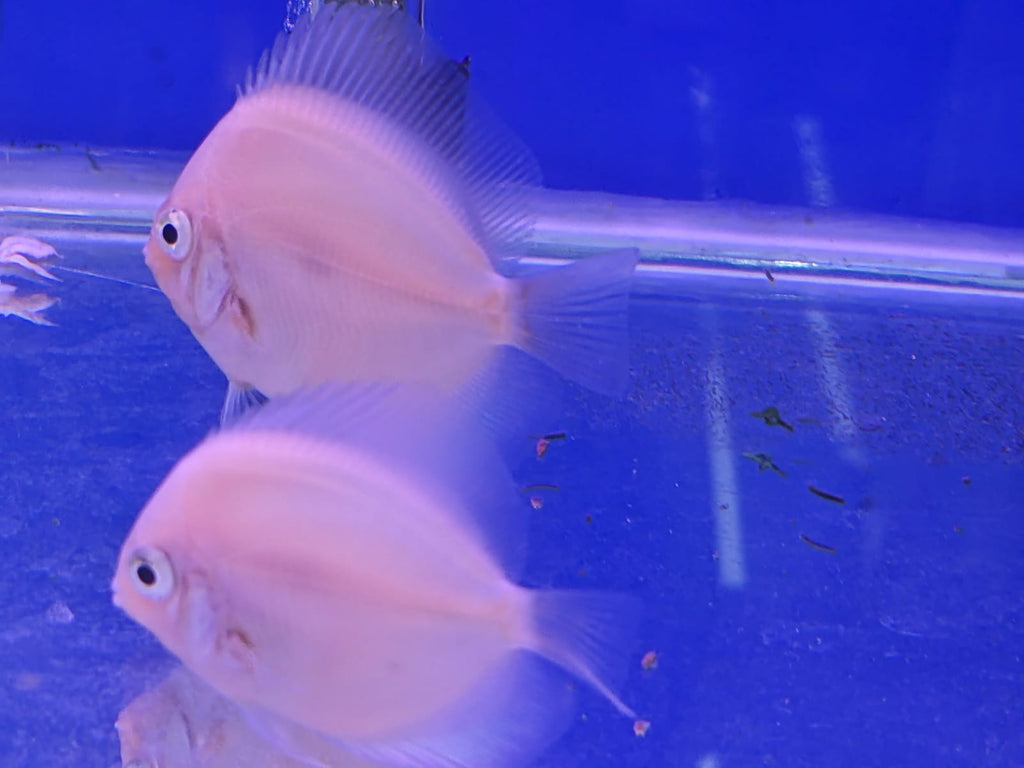 Snowhite discus