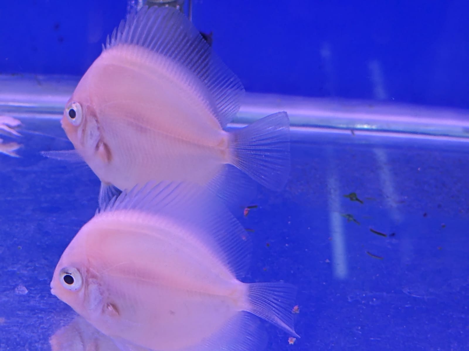 Snowhite discus