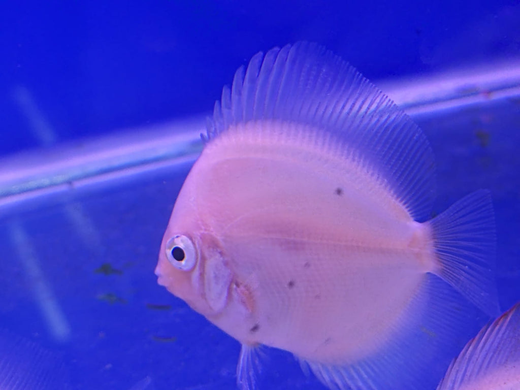 Snowhite discus