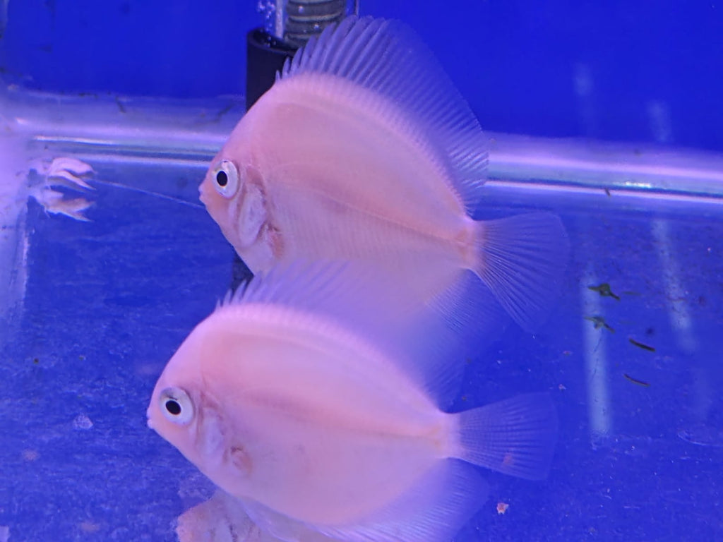 Snowhite discus
