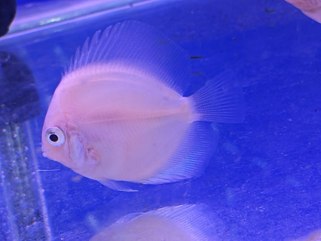 Snowhite discus