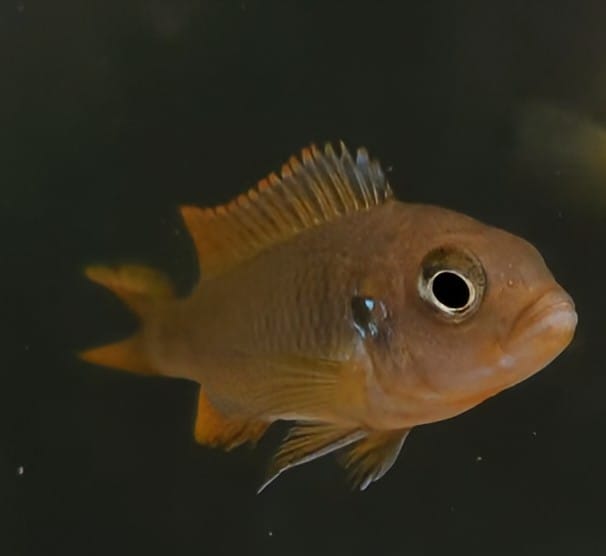 Imported malawian cichlids