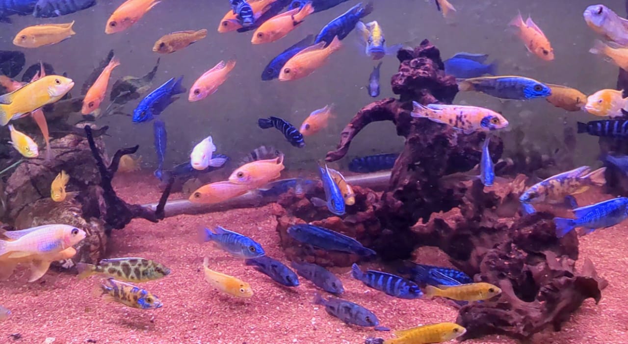 Imported malawian cichlids