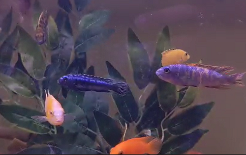 Malawian cichlids