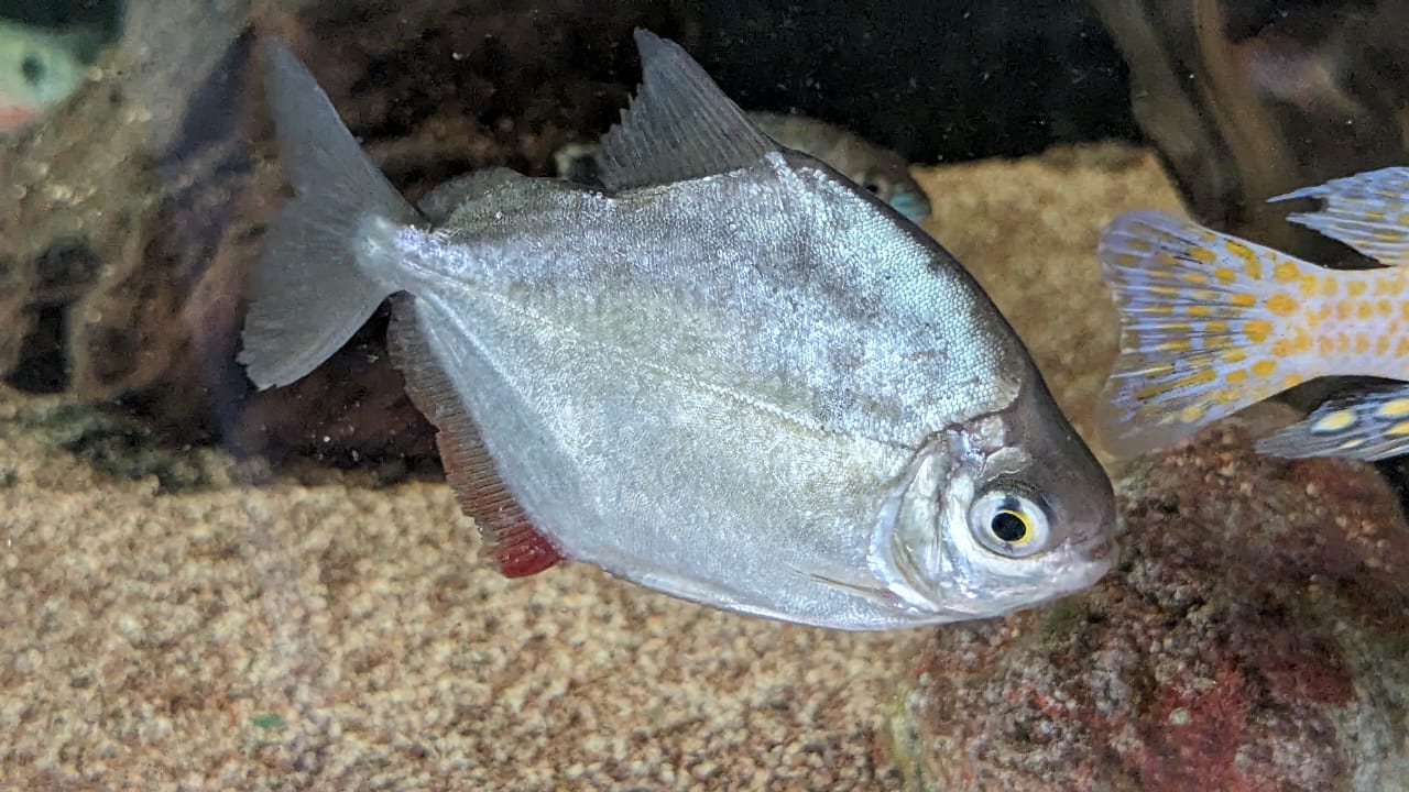 Silver Dollar