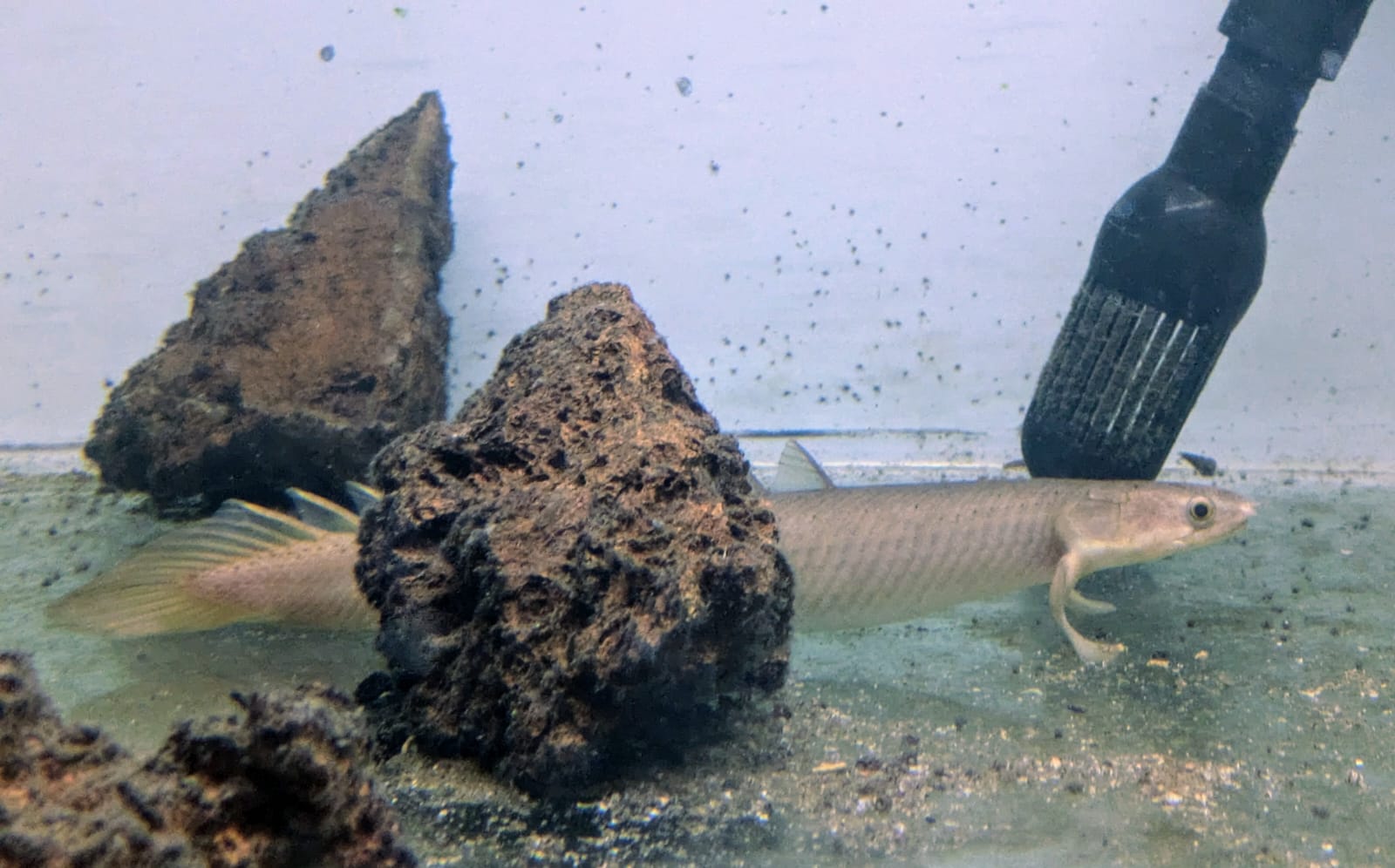 Bichir (1)