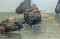 Bichir (2)