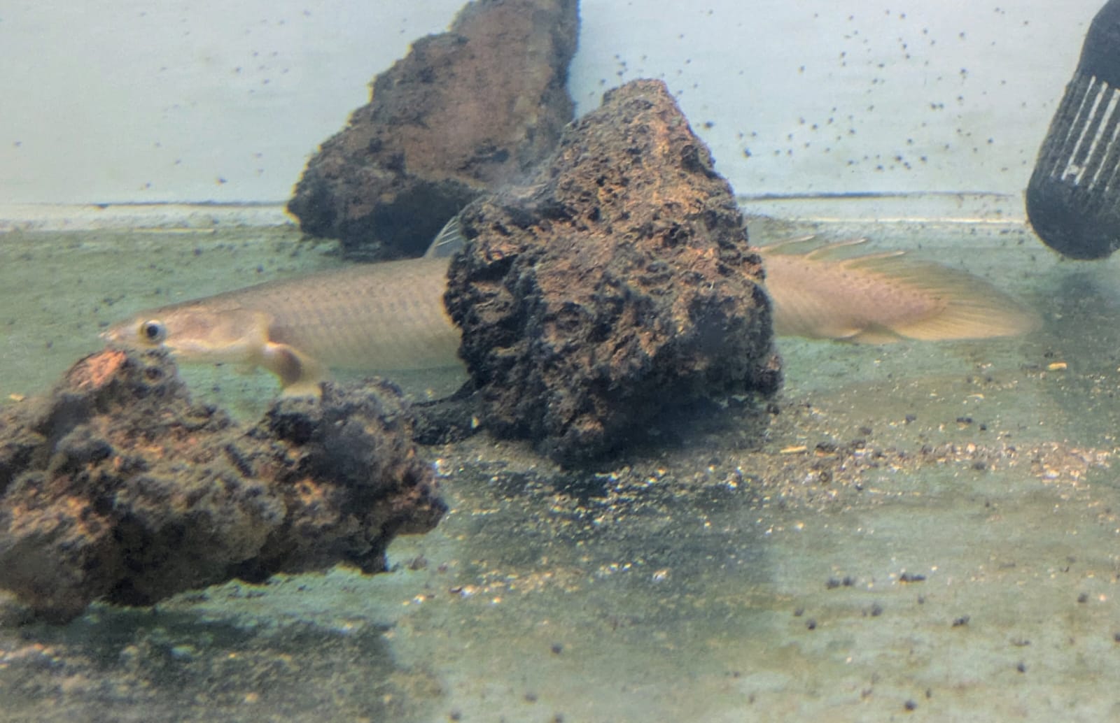 Bichir (2)