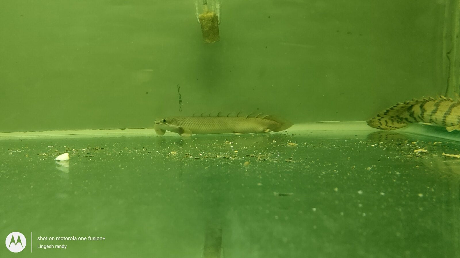 green bichir